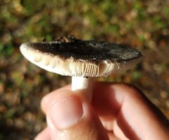 Russula