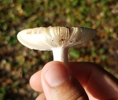 Russula
