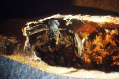 Pteromalini