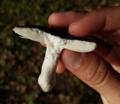 Russula