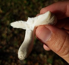 Russula