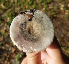 Russula