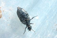 Meloe tuccius