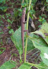 Anolis carolinensis