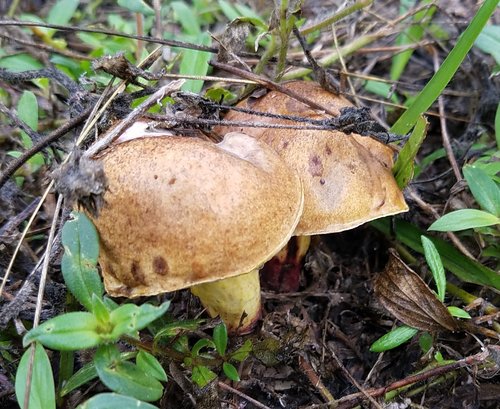 Boletus luridellus image