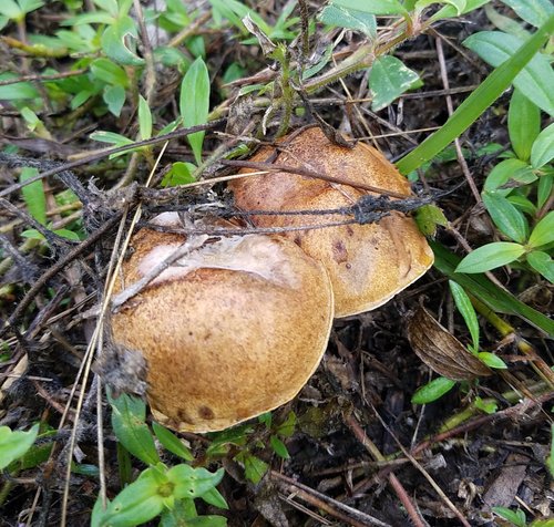Boletus luridellus image
