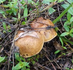 Boletus luridellus