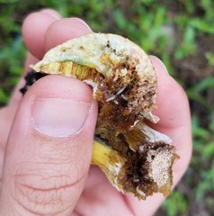 Boletus luridellus image