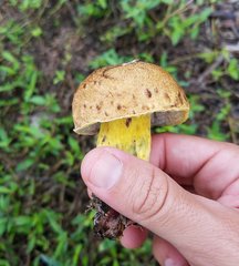 Boletus luridellus image