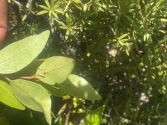 Metrosideros robusta