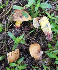 Boletus luridellus image