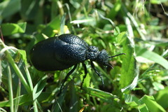 Meloe tuccius