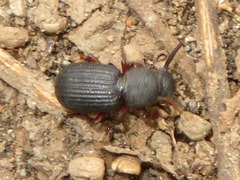 Ammophorus