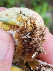 Diptera
