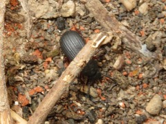 Ammophorus