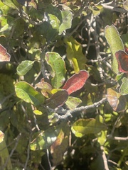 Quintinia serrata
