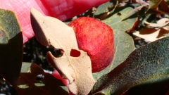 Atrusca brevipennata