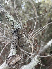 Tillandsia recurvata image