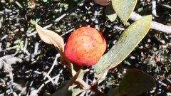 Atrusca brevipennata