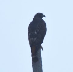 Buteo jamaicensis umbrinus