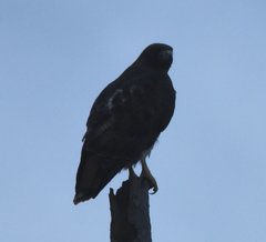 Buteo jamaicensis umbrinus