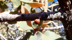 Neuroterus alexandrae