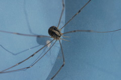 Cosmobunus granarius