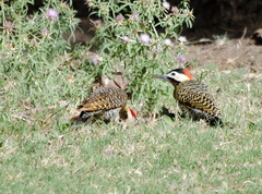 Colaptes melanochloros
