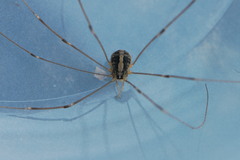 Cosmobunus granarius