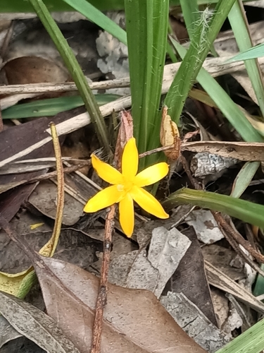 Image of Curculigo Ensifolia (Curculigo ensifolia) by no rights reserved