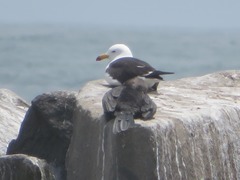 Larus dominicanus