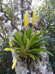 Vriesea flava