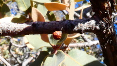 Neuroterus alexandrae