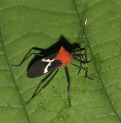 Leptoscelis militaris