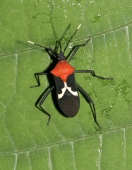 Leptoscelis militaris