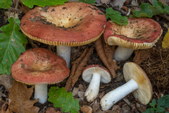 Russula decipiens