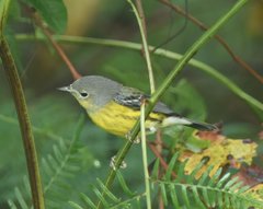 Setophaga magnolia