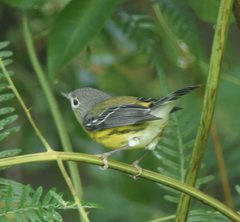 Setophaga magnolia