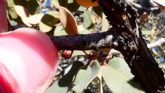 Neuroterus alexandrae