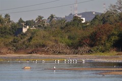 Himantopus mexicanus