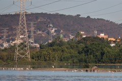 Haematopus palliatus