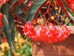Begonia coccinea
