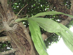 Catasetum integerrimum