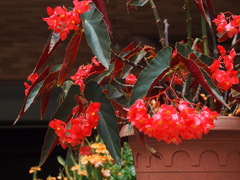 Begonia coccinea