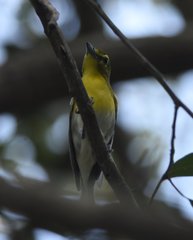 Vireo flavifrons image