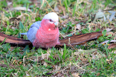 Eolophus roseicapilla