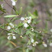 Leptospermum neglectum - Photo (c) Darren Fielder, alguns direitos reservados (CC BY-NC), uploaded by Darren Fielder