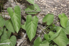 Ipomoea plebeia