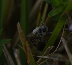 Apis mellifera