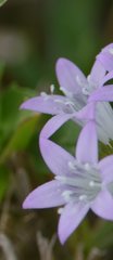 Richardia grandiflora